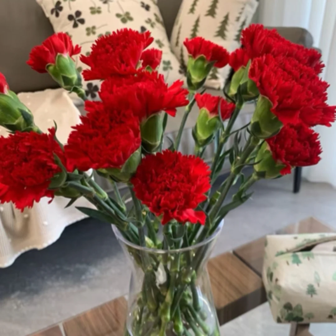 红色康乃馨10支鲜花批发直播，昆明鲜花批发，次日达包邮，包邮今天拍明天到