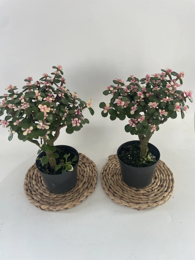 精品老桩金枝玉叶盆栽花卉