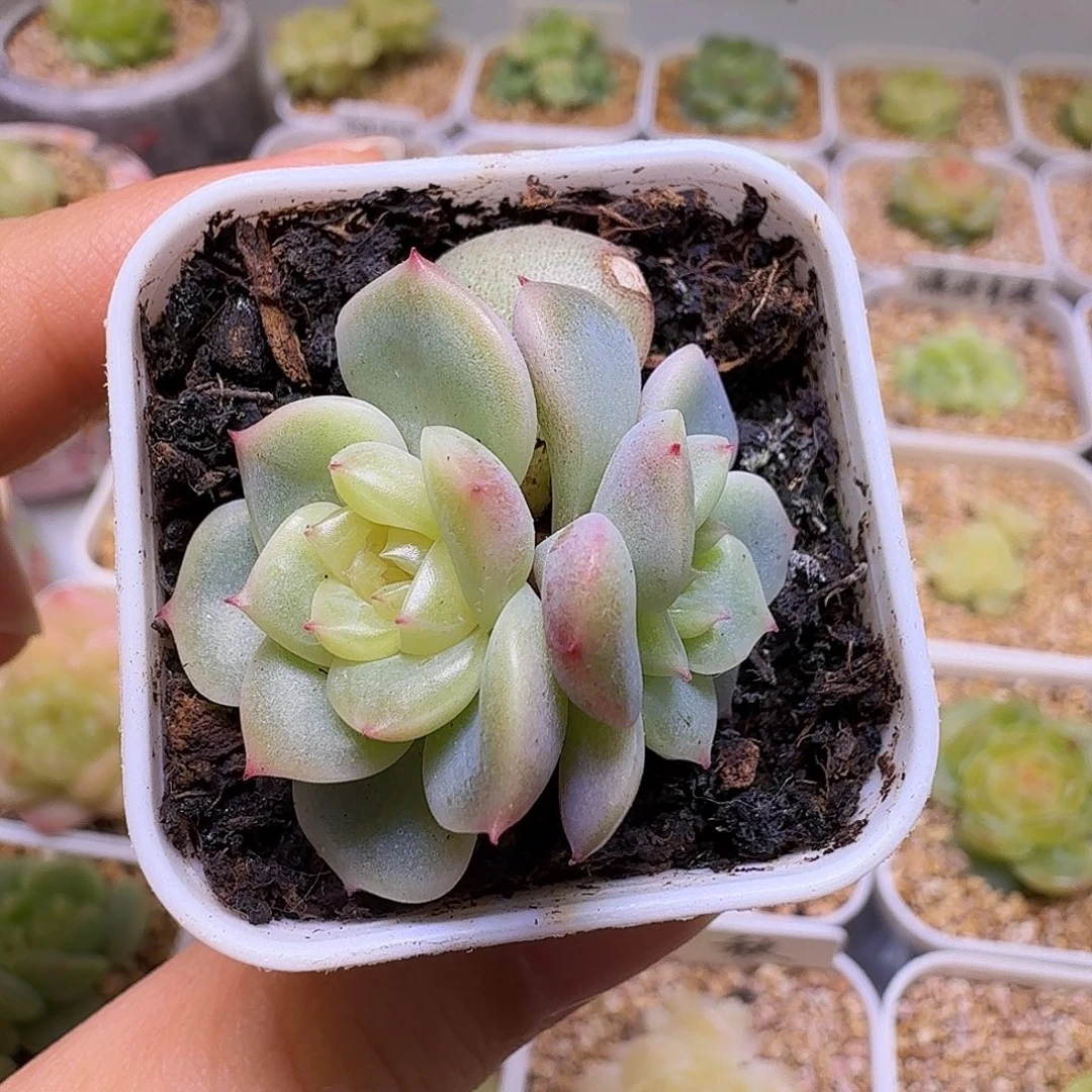 荔枝甜心一物一拍