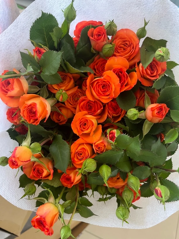 10支多头玫瑰橙芭比潼关基地直发