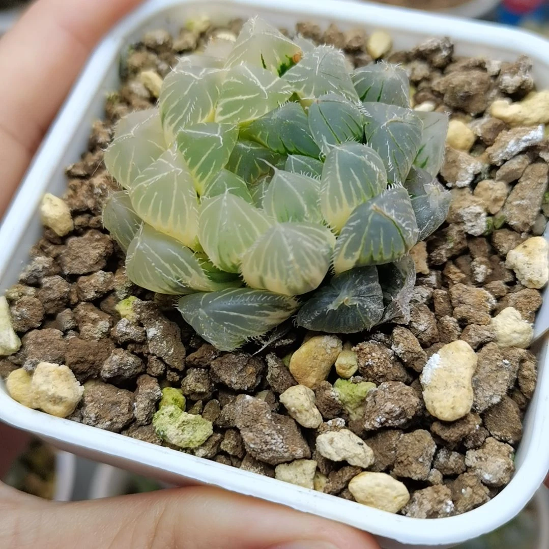 170号糊斑白赤线玉露锦一物一拍带盆土发货