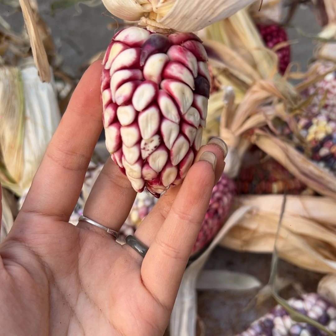 公***座80 龙蛋。