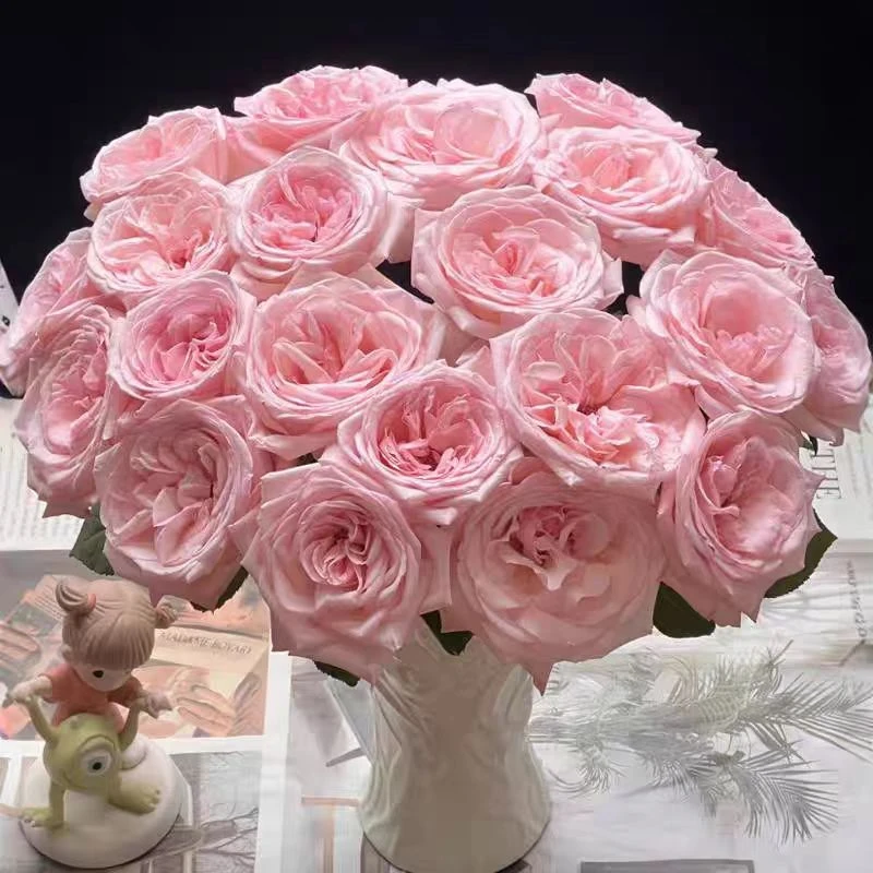 粉荔枝大苗  四季灌木月季