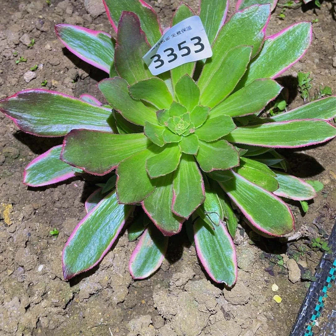 3353浣纱多肉植物