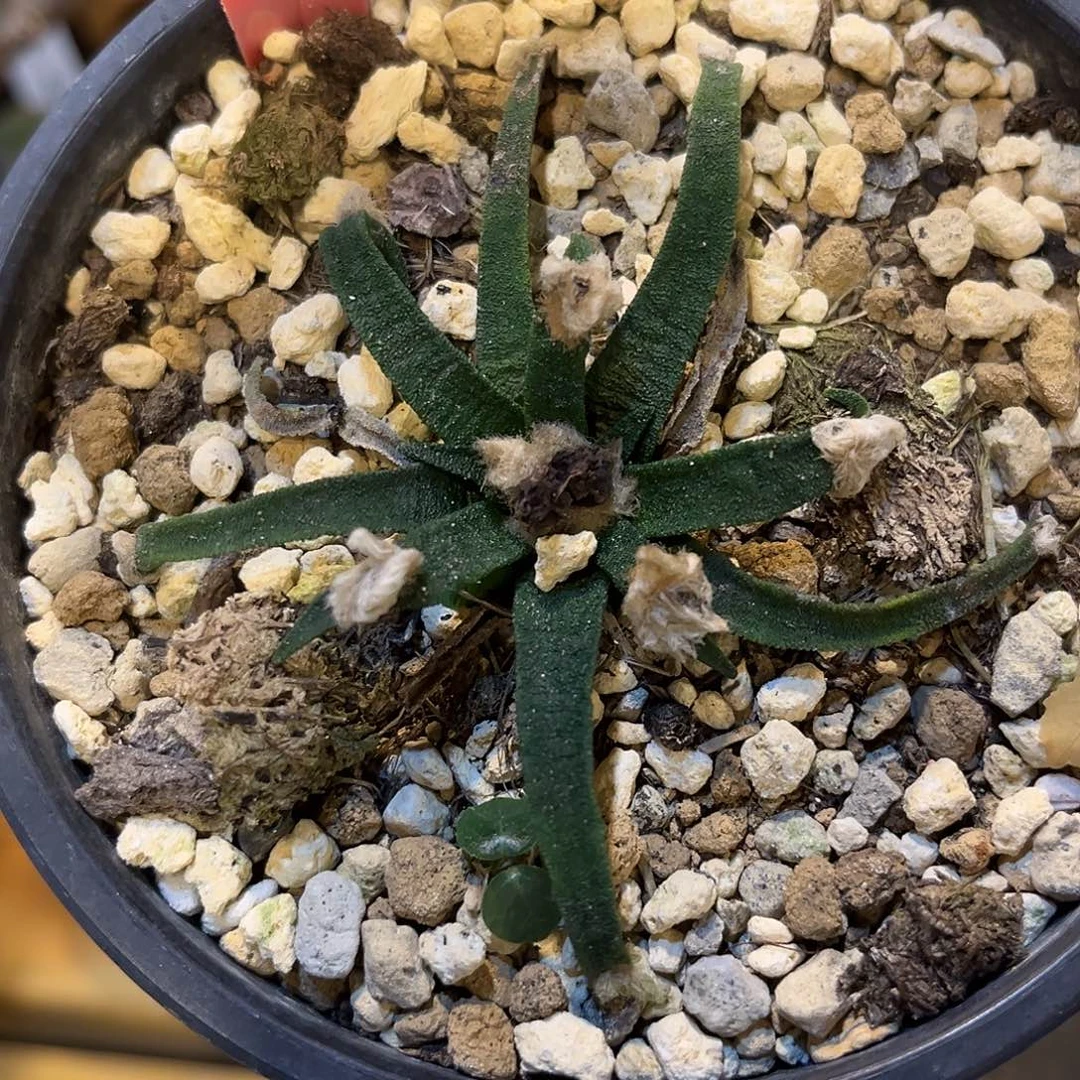 潮流植物 龙舌兰牡丹