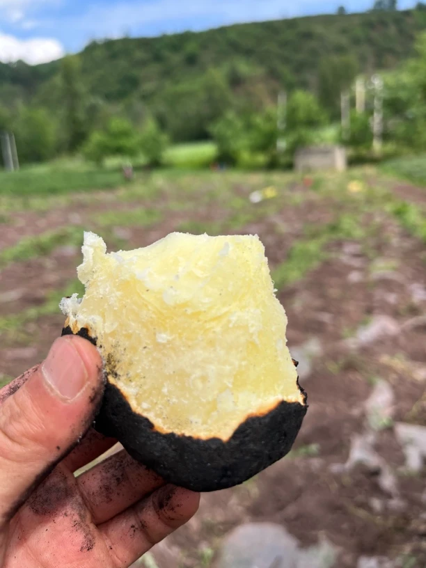 高原种植新鲜土豆洋芋软糯可口