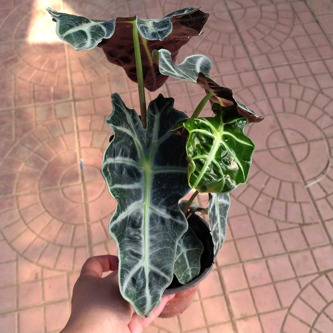 大仙女海芋清新绿植盆栽适合办公室桌面耐阴净化空气