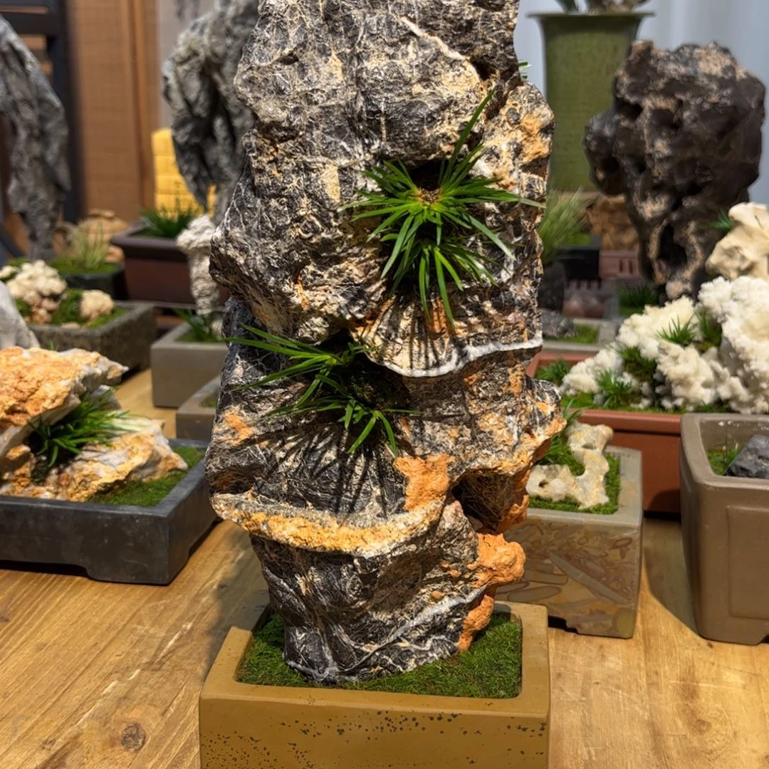 ✎***丶草花石花盆➕立功菖蒲