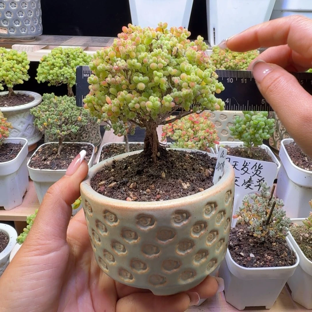 a408号蜜橘冠服9厘米左右带盆发