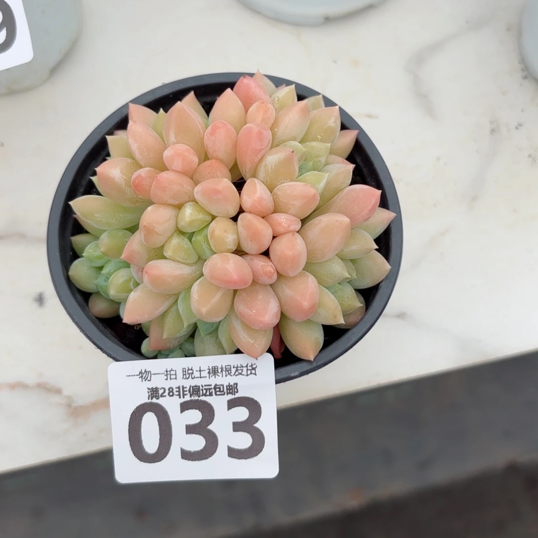 星空美人无盆土发货