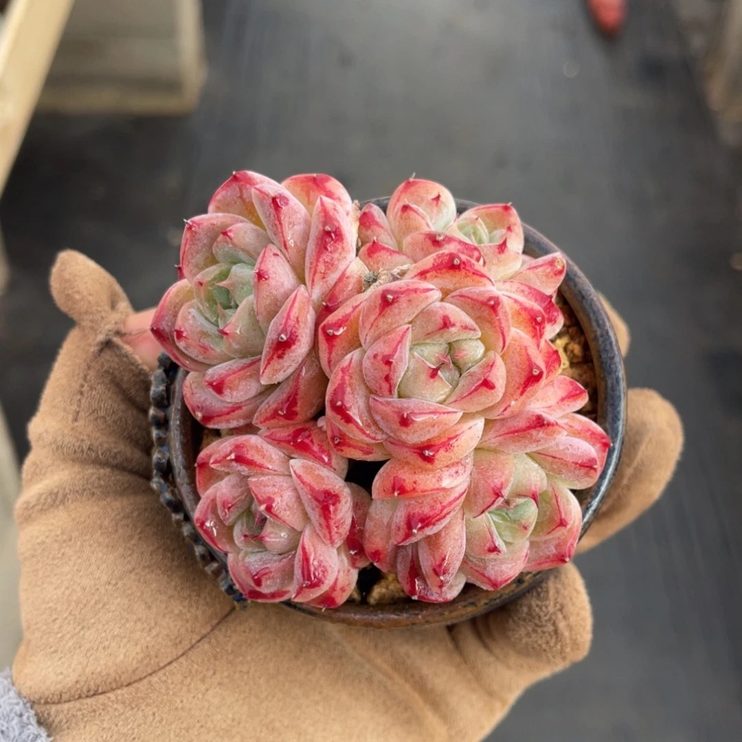 一物一拍不支持退换