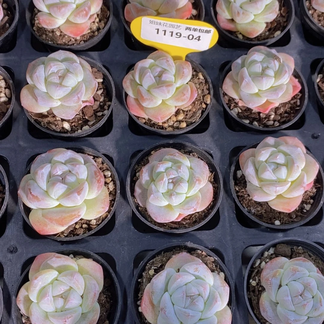 1119-04-精品奶油珍妮冰玉单头买一送一