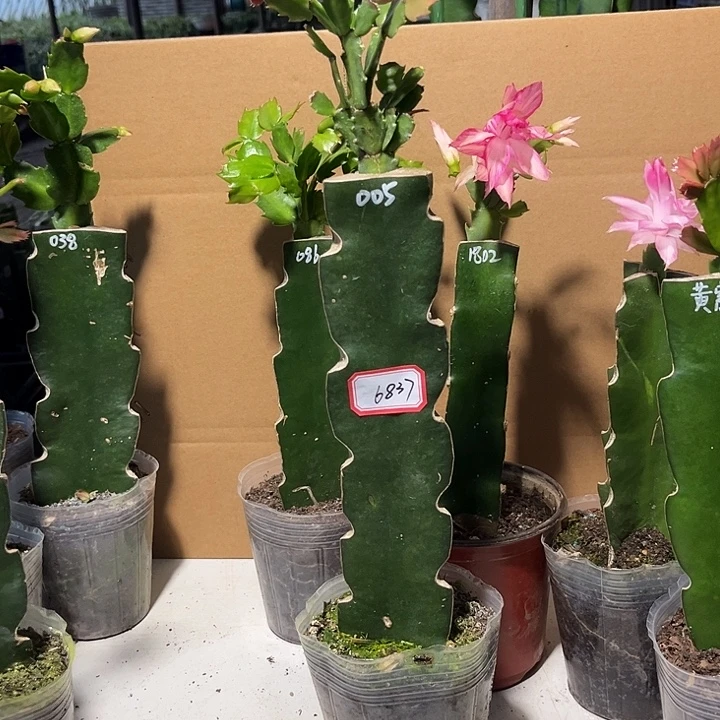 桃***夭当前无花栽培后可以开花005