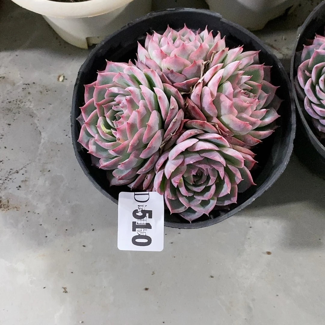 玲*510侧影多肉植物