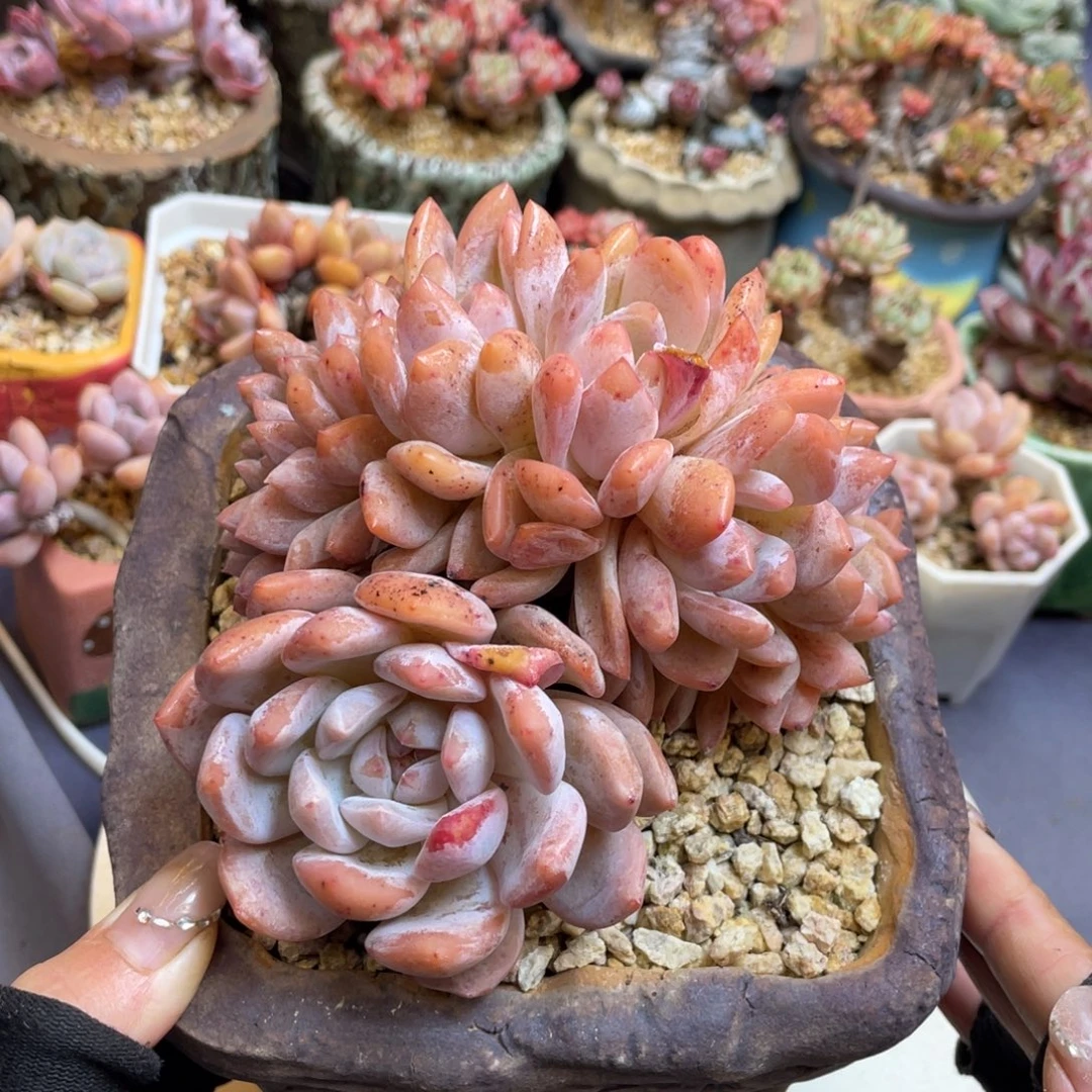 橙梦露朵朵缀整装无砍