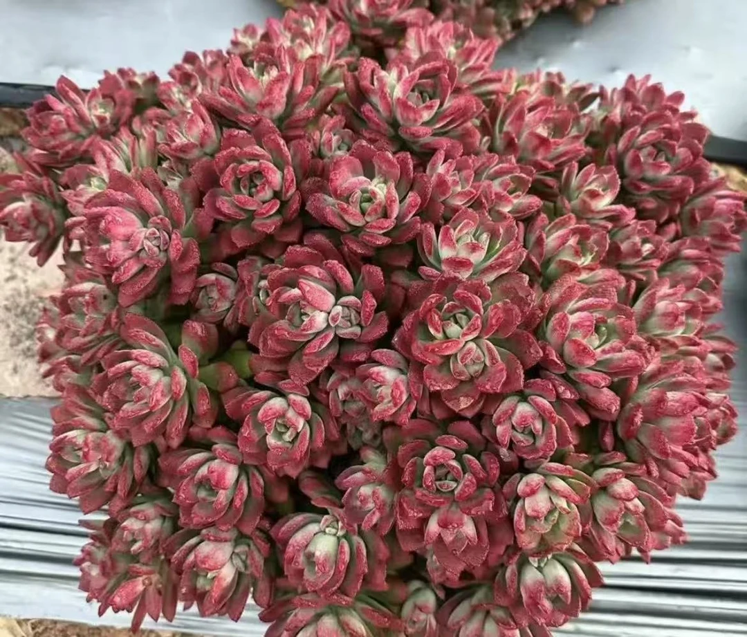 《大盆沙漠玫瑰红稚莲》带盆带土发货颜色鲜艳美丽新手好养值得入手