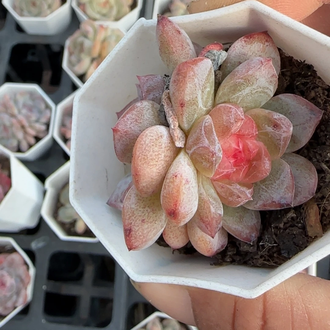 小卡拉米糖心一物一拍