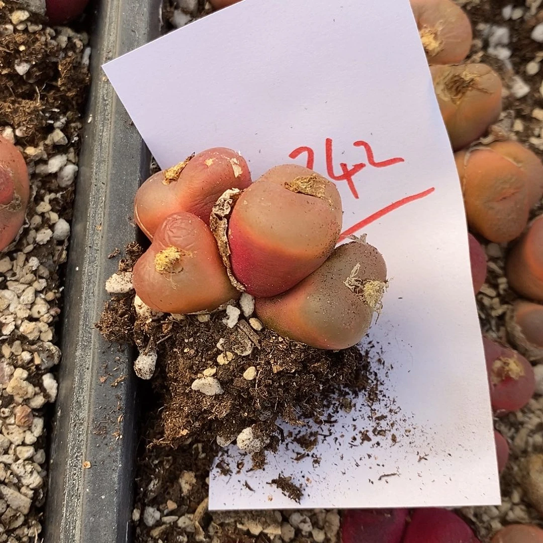 就***你20242。   一颗。