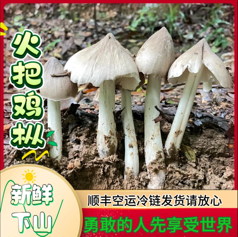 新鲜下山火把鸡枞菌荔枝菌（顺丰空运冷链发货）