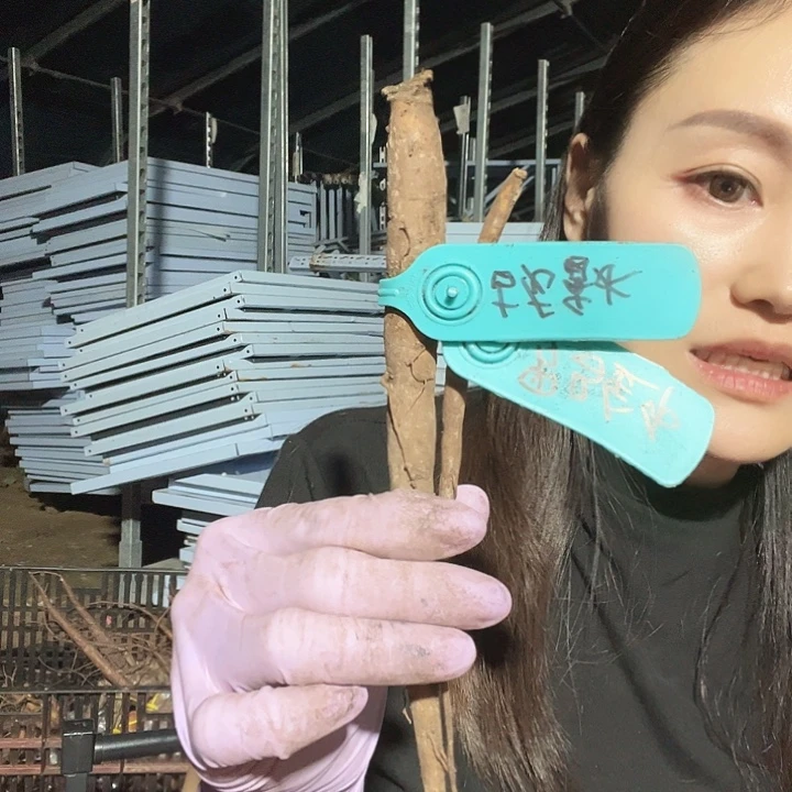 当前无花栽培后可以开花罗马金币，古龙香水根
