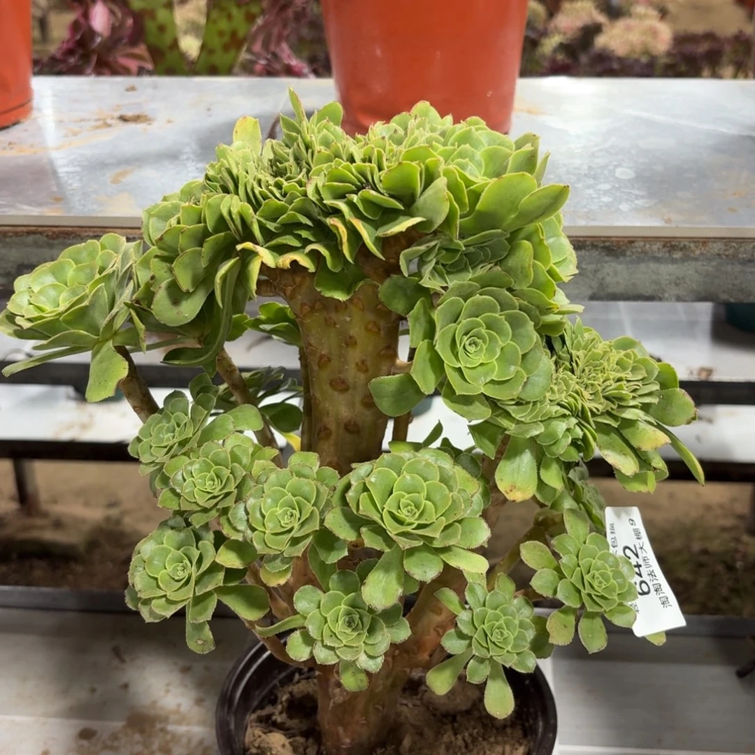 642绿羊绒缀化多肉植物法师