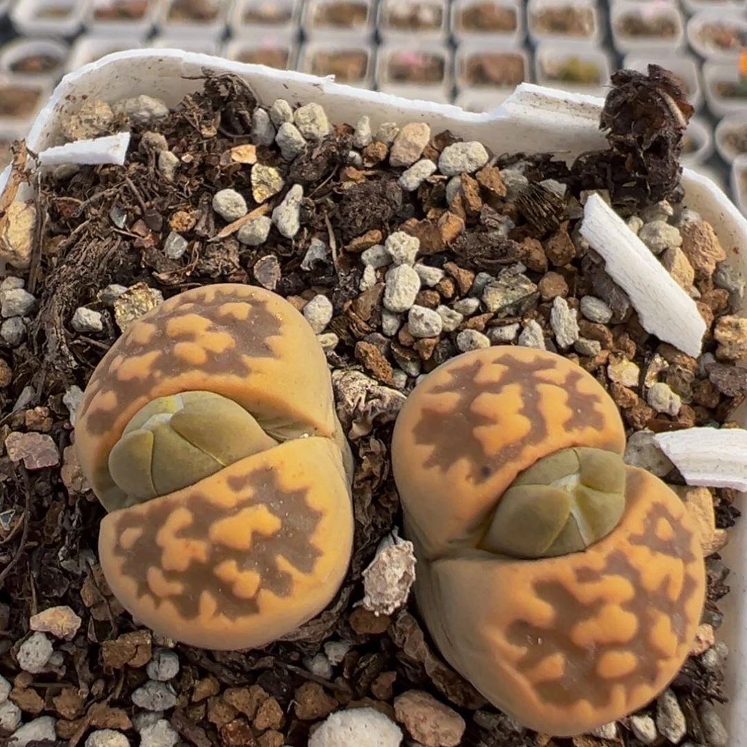 81多肉植物百科植物