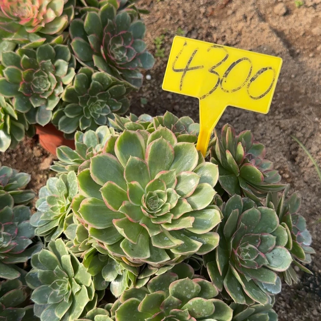 4300---粉花妖多头多肉