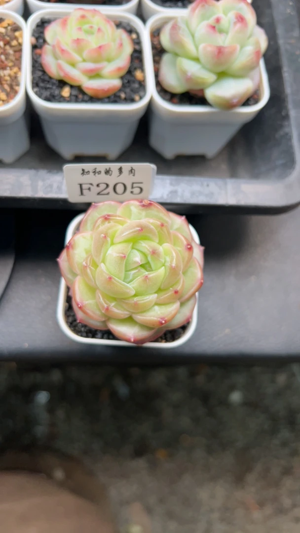 知和的多肉F205专拍链接