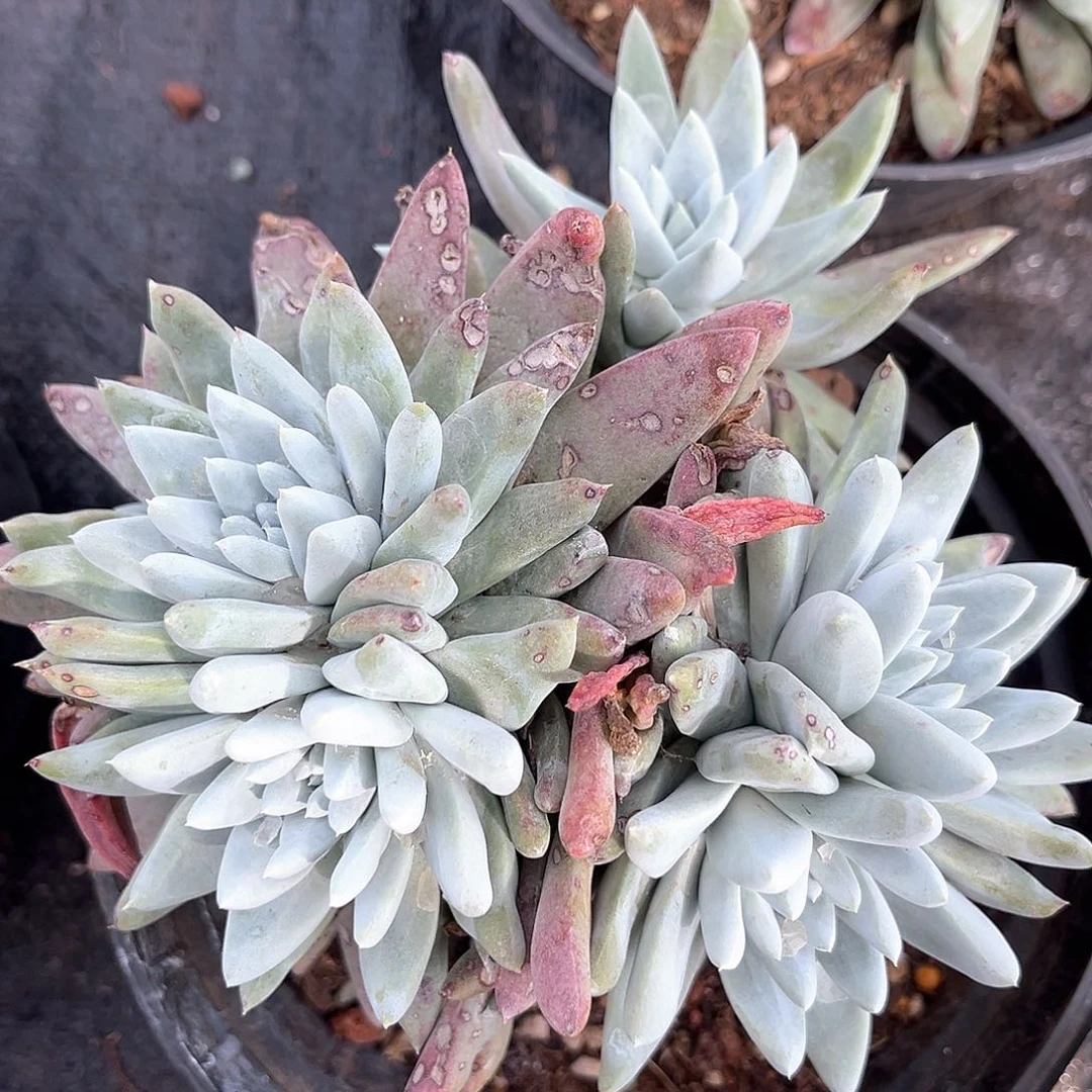 花朵大白姆带盆发