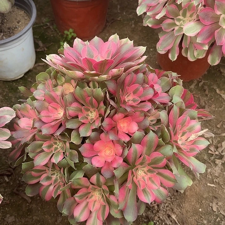 多肉植物法师香妃45