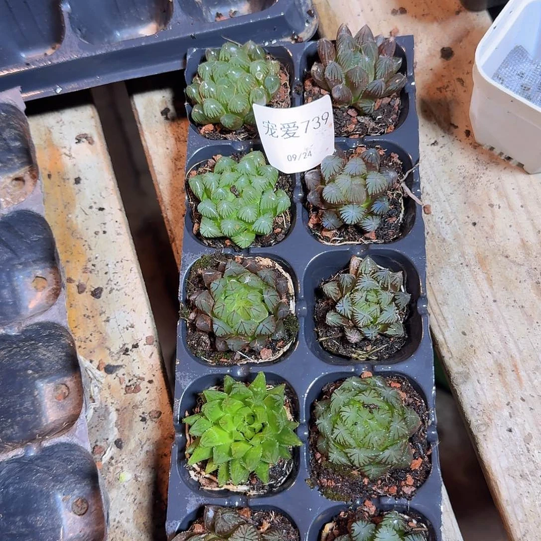 直播福利一物一拍739