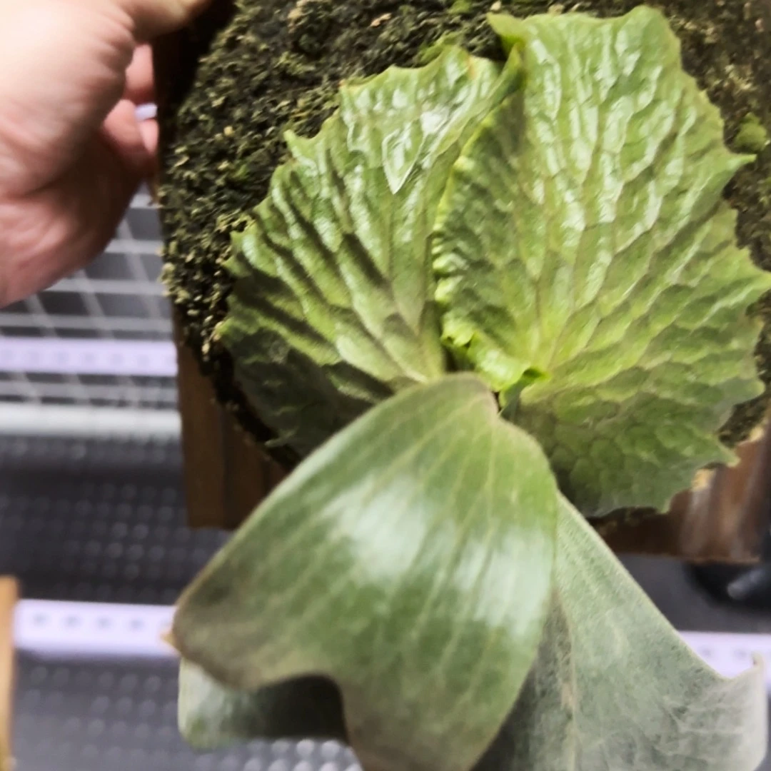 无花朵三角交非猴板植