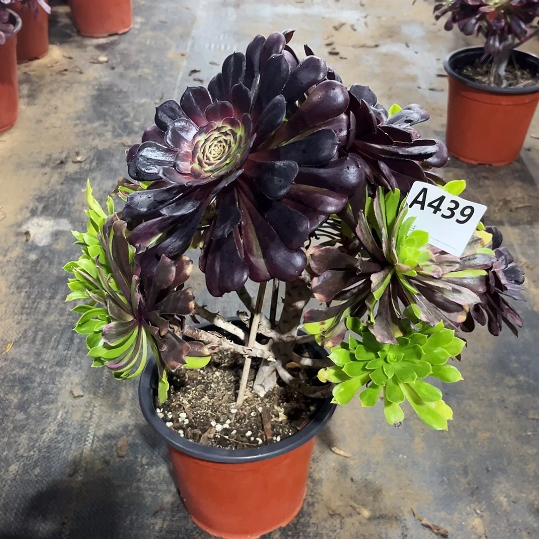 李***.多肉植物花脸粉黛439多肉