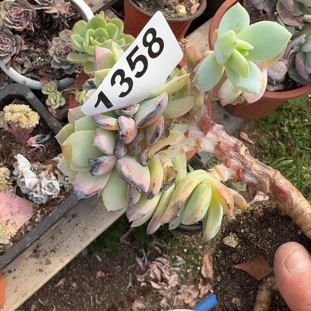 肉****任31646161616616164