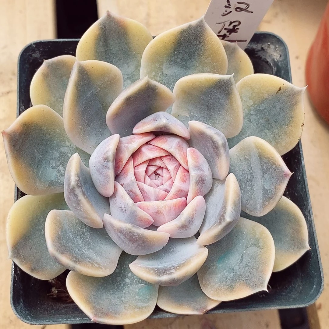 汉堡锦10-11cm多肉植物