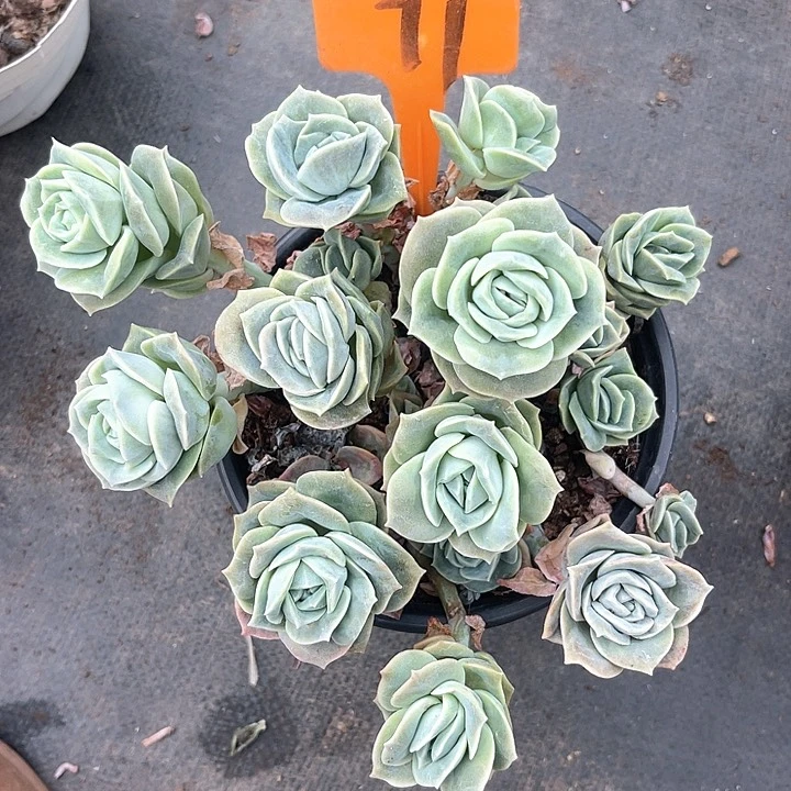 默***待晨语多肉，一物一拍散71