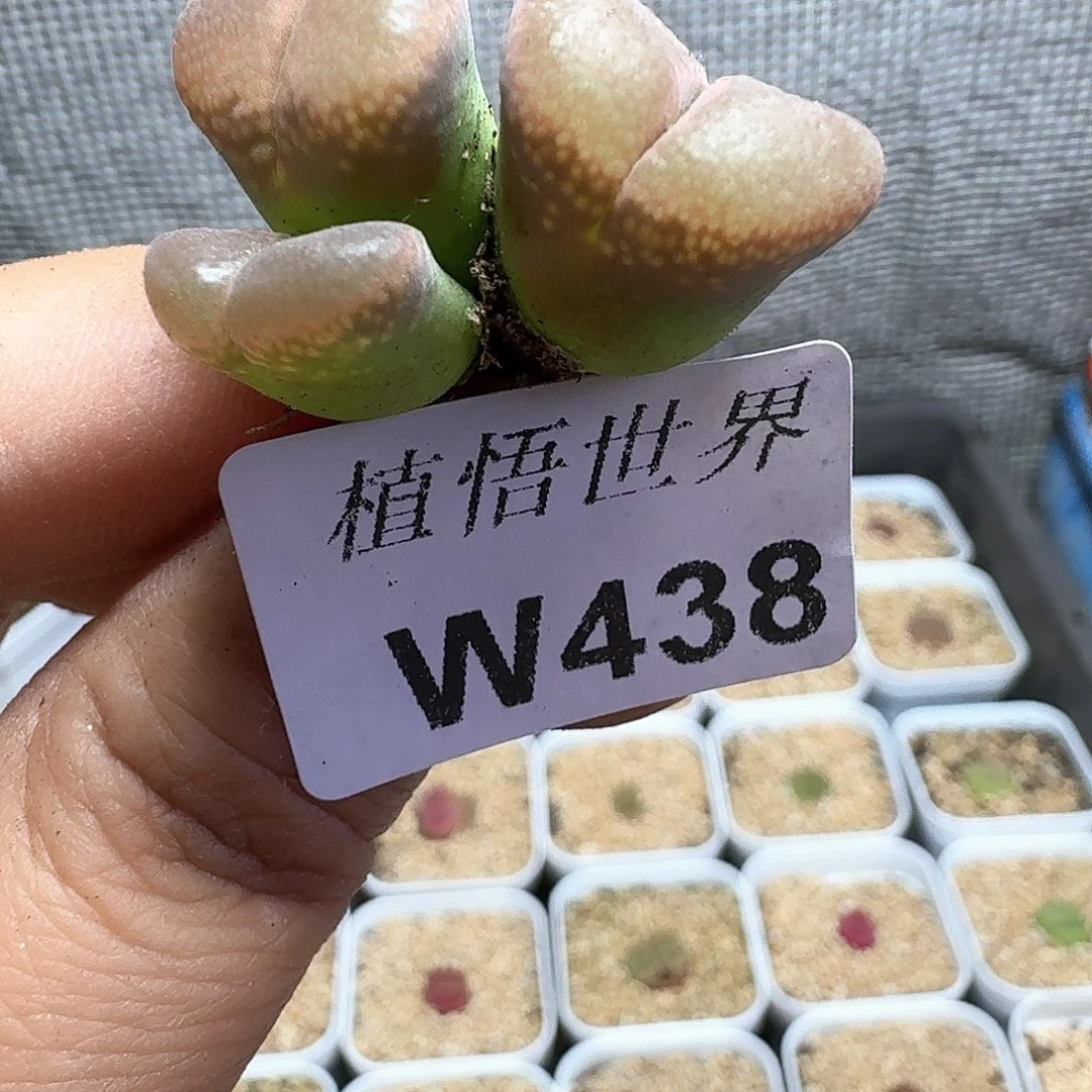 多肉植物的润泽额cn n