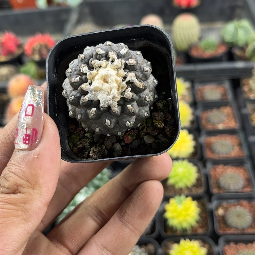 精选墨蝶单头发货单头