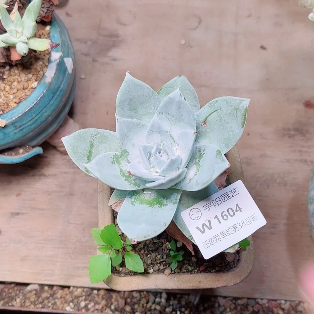 1604匍匐仙女杯多肉