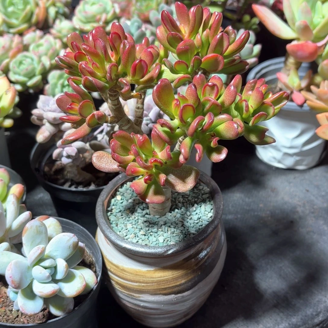 招财猫多肉带盆发货颜色随机