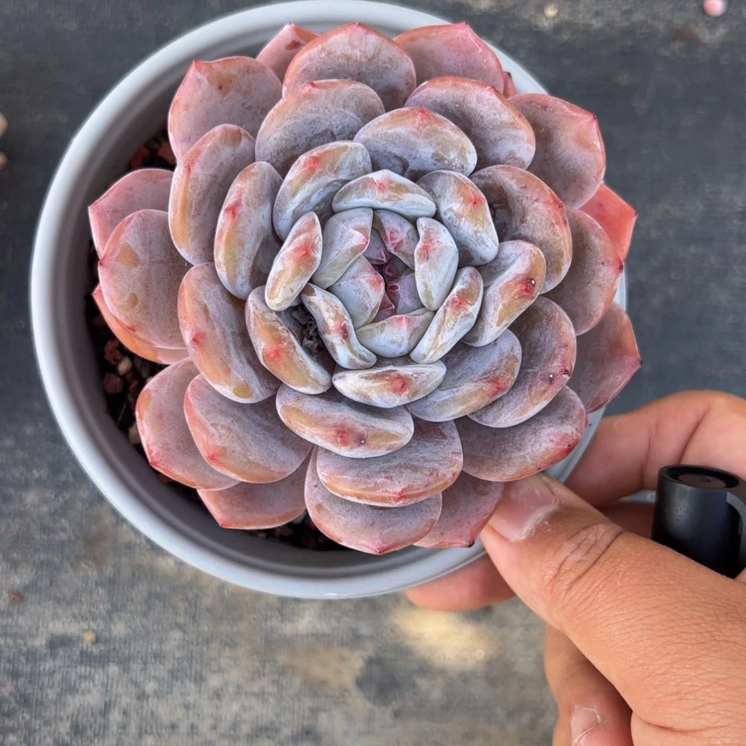 静***～吉娃娃换星影橙多肉植物精品