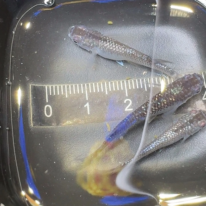 青鳉鱼42号拍品青云砖