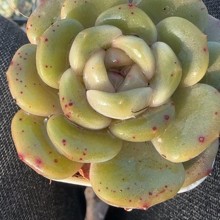 小卡拉米糖心一物一拍