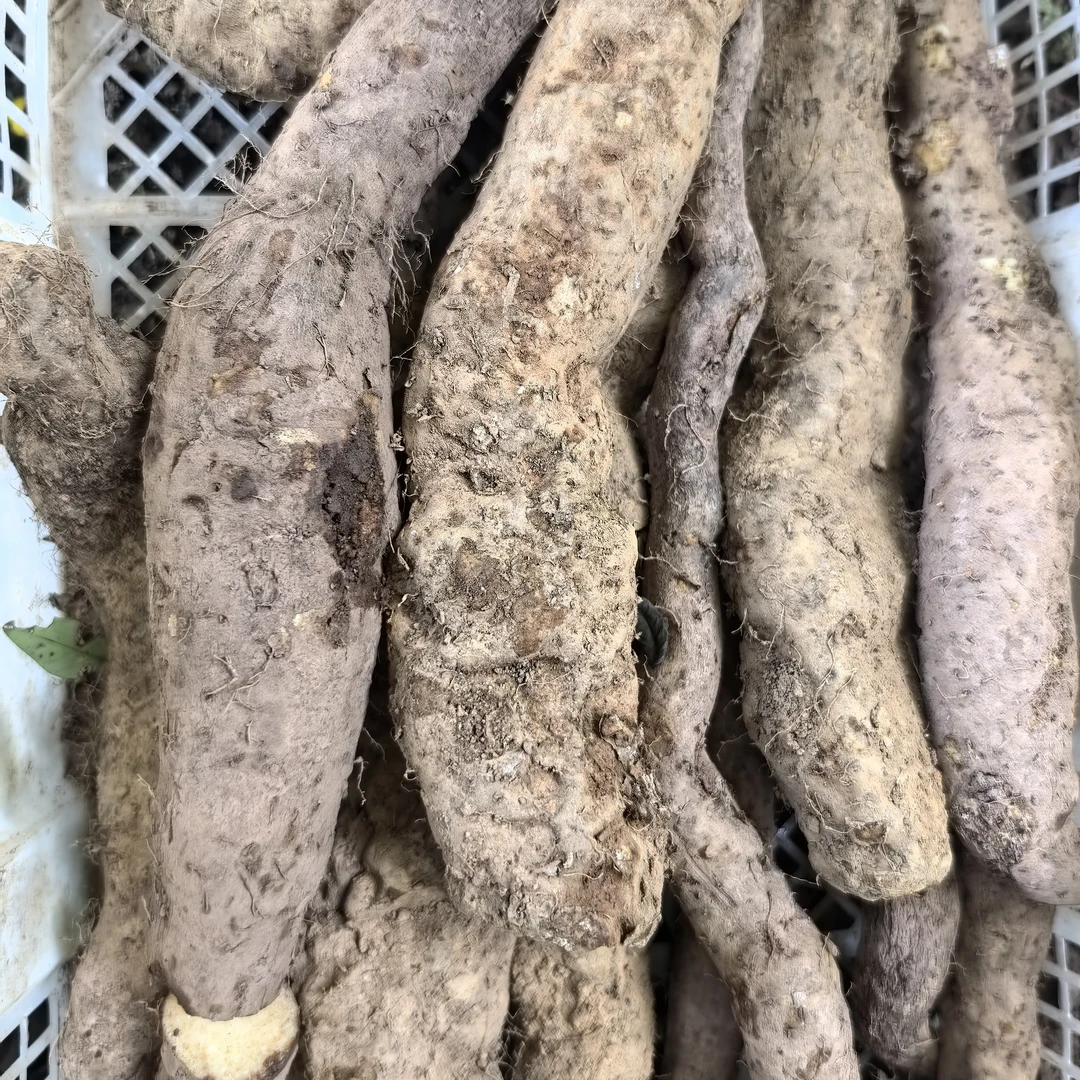 云南纯野生山药假一赔100新鲜