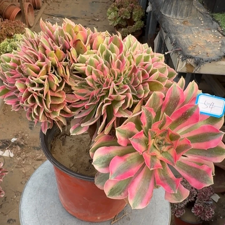 糖果女巫自然朵朵缀化54