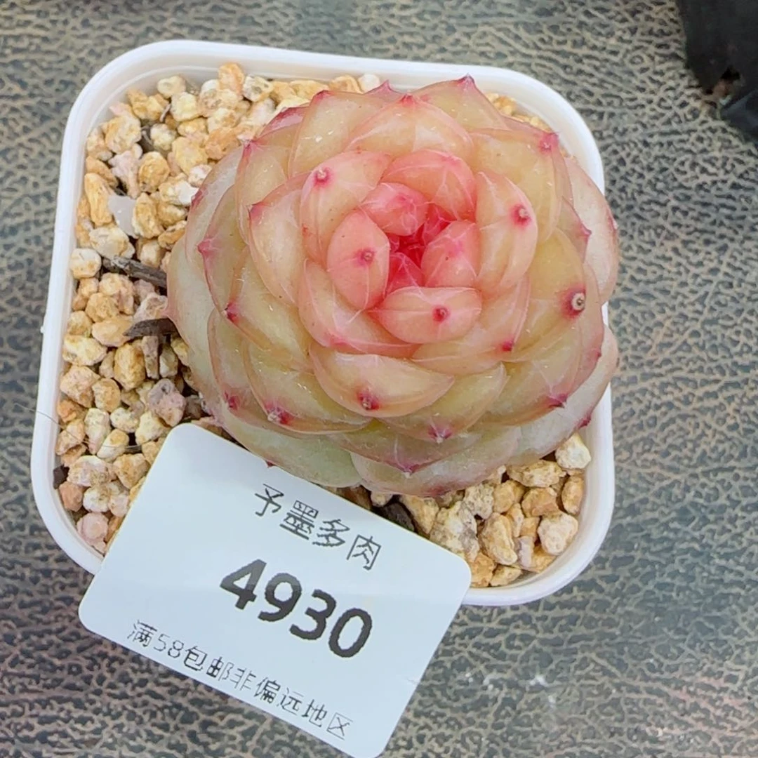 萤火虫，4930多肉植物