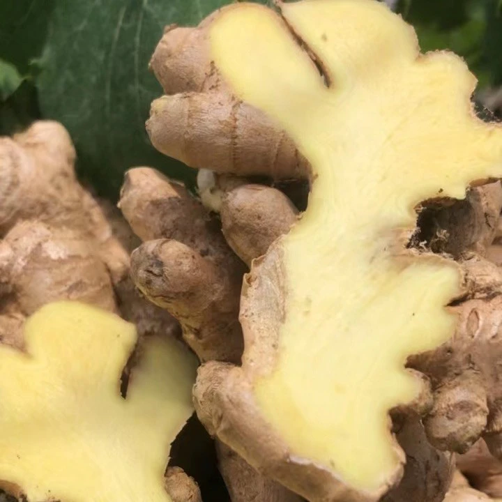 农家小黄姜云南山地生姜老黄姜