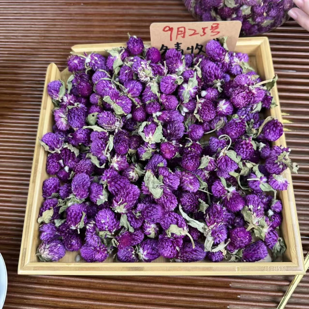 大理头采紫巧梅 花中紫宝石 冬青严选