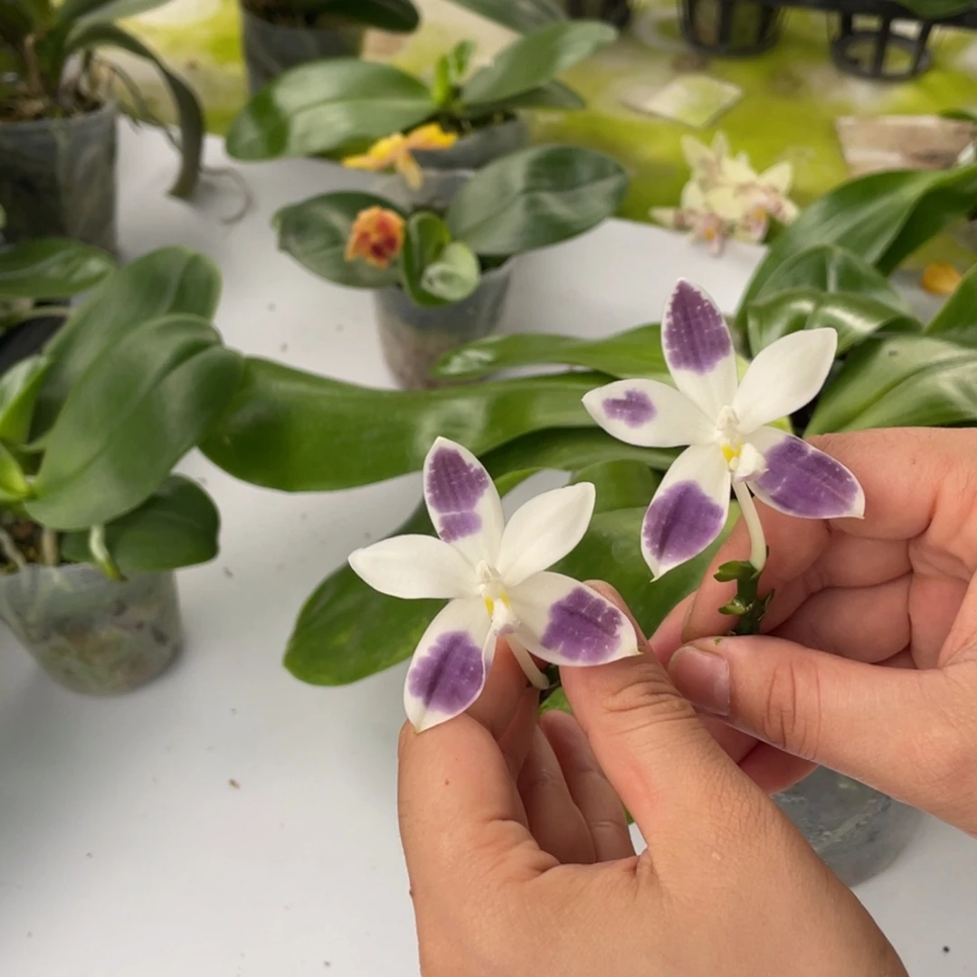完全开放CA691，4寸开花，浓香
