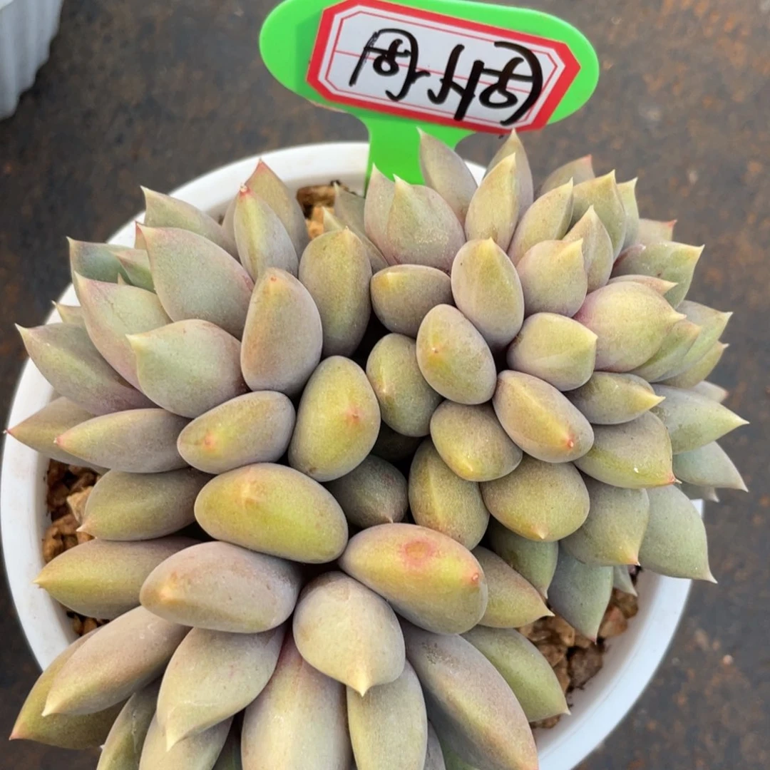周****y姐姐真的要笑成